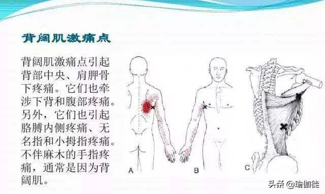 瑜伽背部的力量训练有哪些,瑜伽背阔肌激活