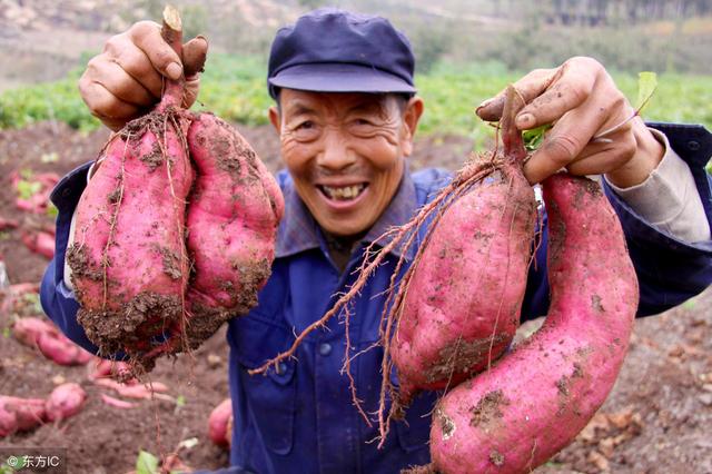 大量种植水果销售难,种完水果卖不出去怎么办