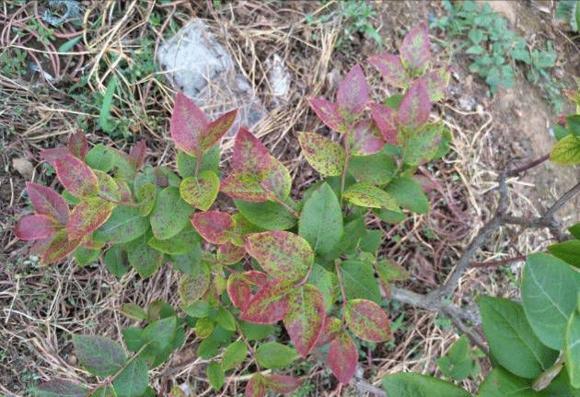 蓝莓容易得的病害有哪些,蓝莓盛果期怎样防治病害