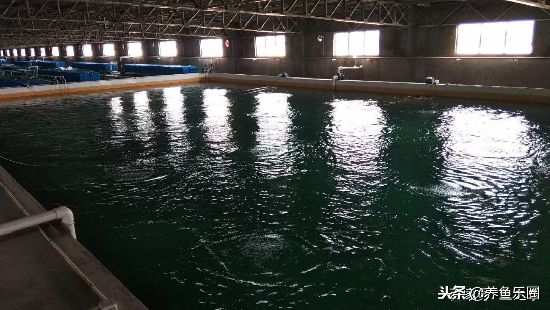 这位土豪家的渔场,光滤材就花了500多万,你确定不要见识一下?