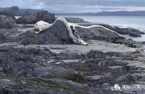 龙真实存在吗天涯论坛,龙真实存在的神评论