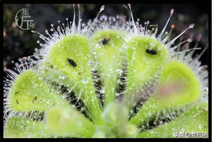 恐怖的触手，温柔的拥抱，植物的生存反击——茅膏菜