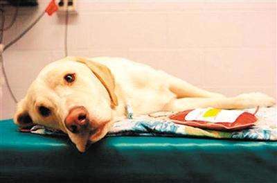 狗狗生病治疗贵不贵,狗狗50种常见疾病及治疗方法