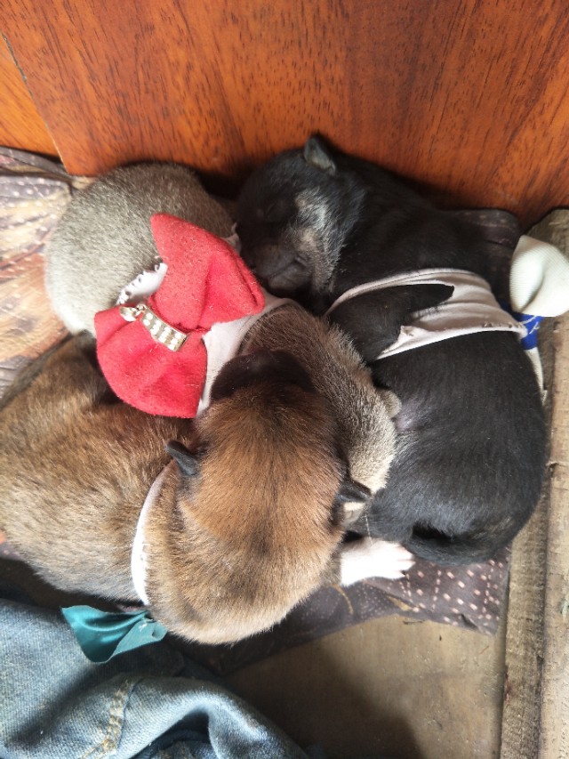 关于狗狗的小知识的小视频,关于狗狗的科普小知识