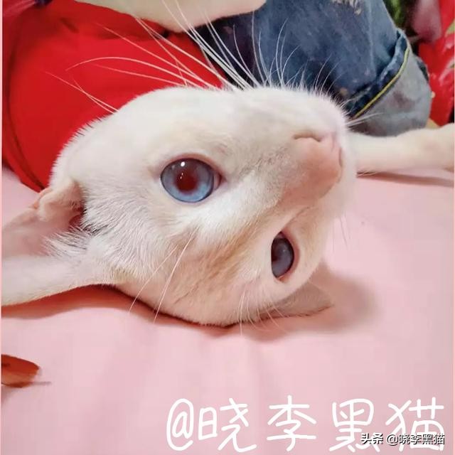 猫咪绝育手术之后怎么护理,猫咪绝育手术后怎么护理