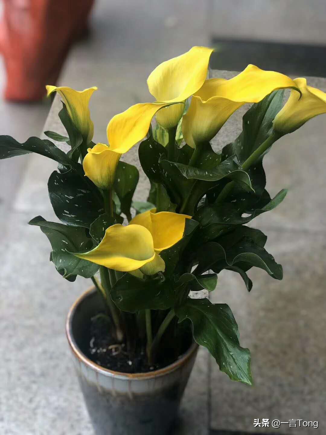 高贵雅致马蹄莲,高贵优雅马蹄莲永生花