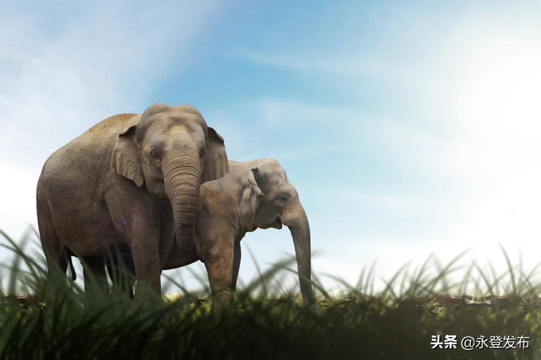 迷途的大象歌曲,迷途的小象