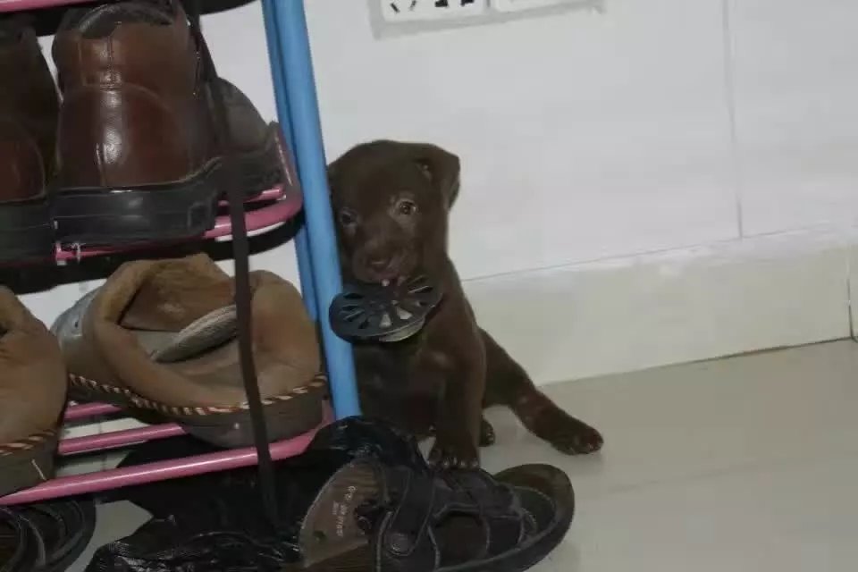 童年往事之我和狗