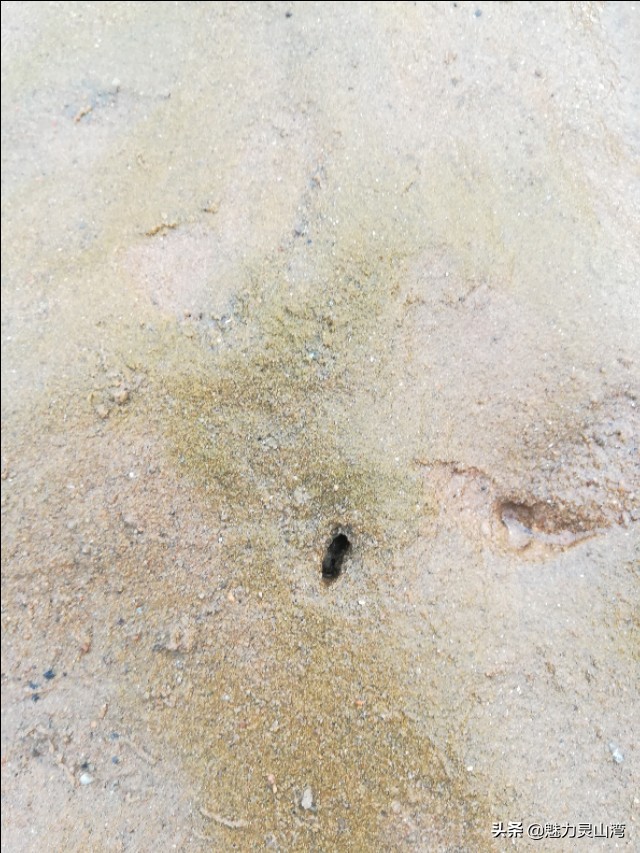 青岛大叔赶海全集,赶海大叔抓海鲜视频