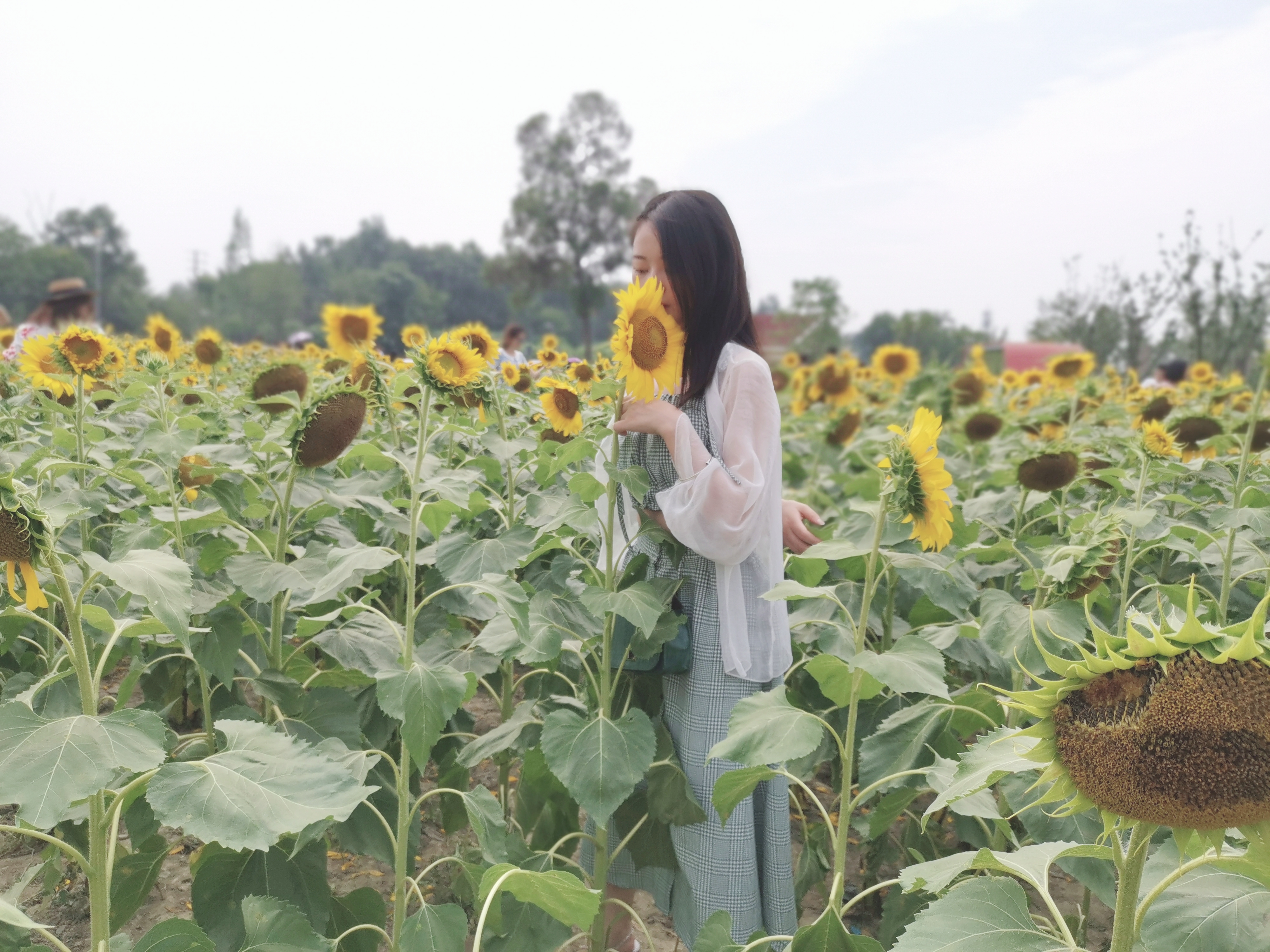 向日葵花海成都8月,成都向日葵花海几月有花