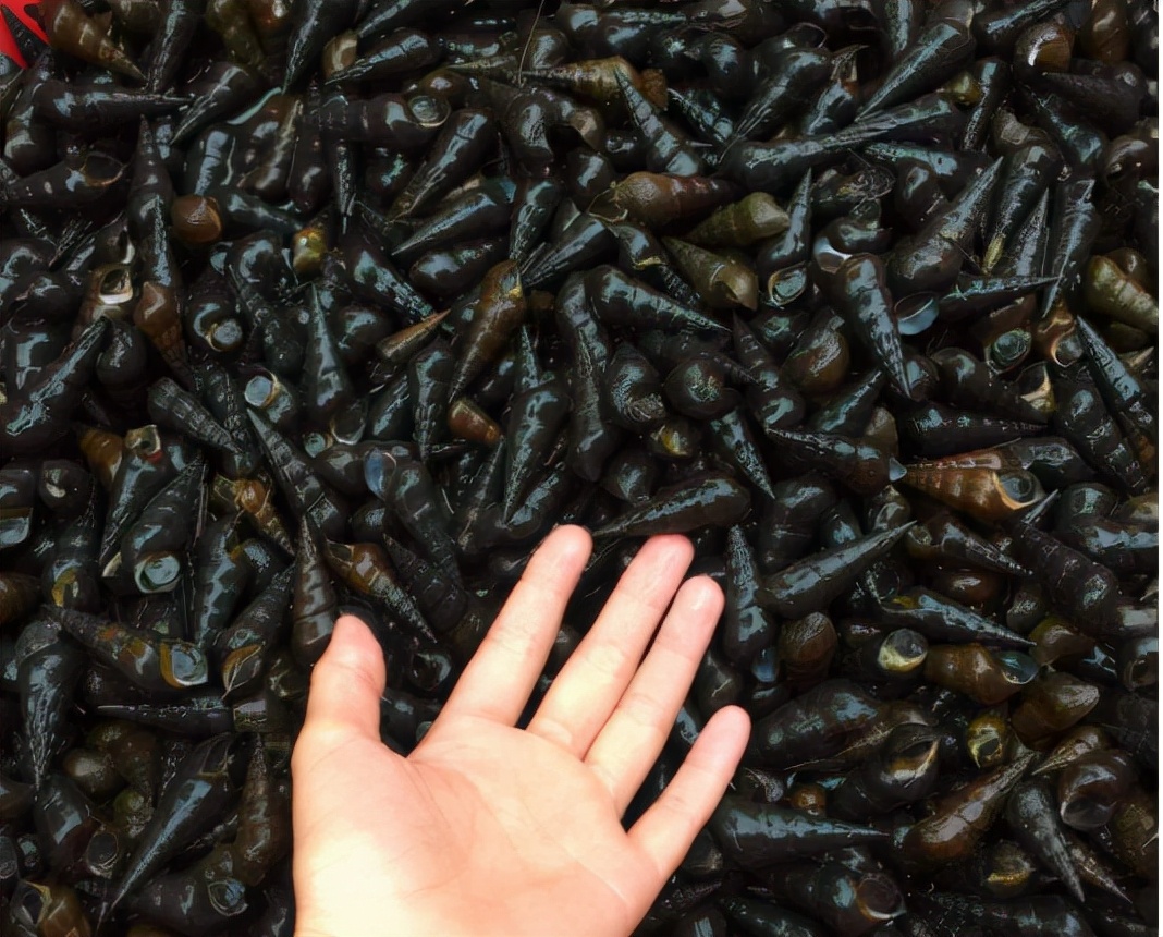 野生山坑螺捡回来要养着吐沙吗,山坑螺生存技巧