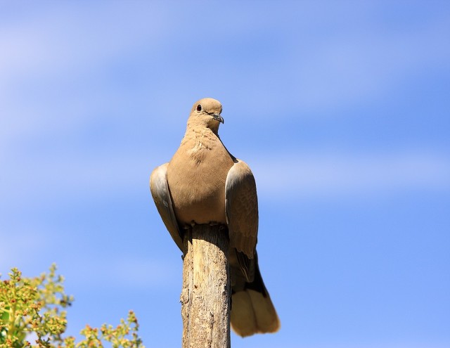 俗语说三鸽出一鹞,三虎出一豹的俗语