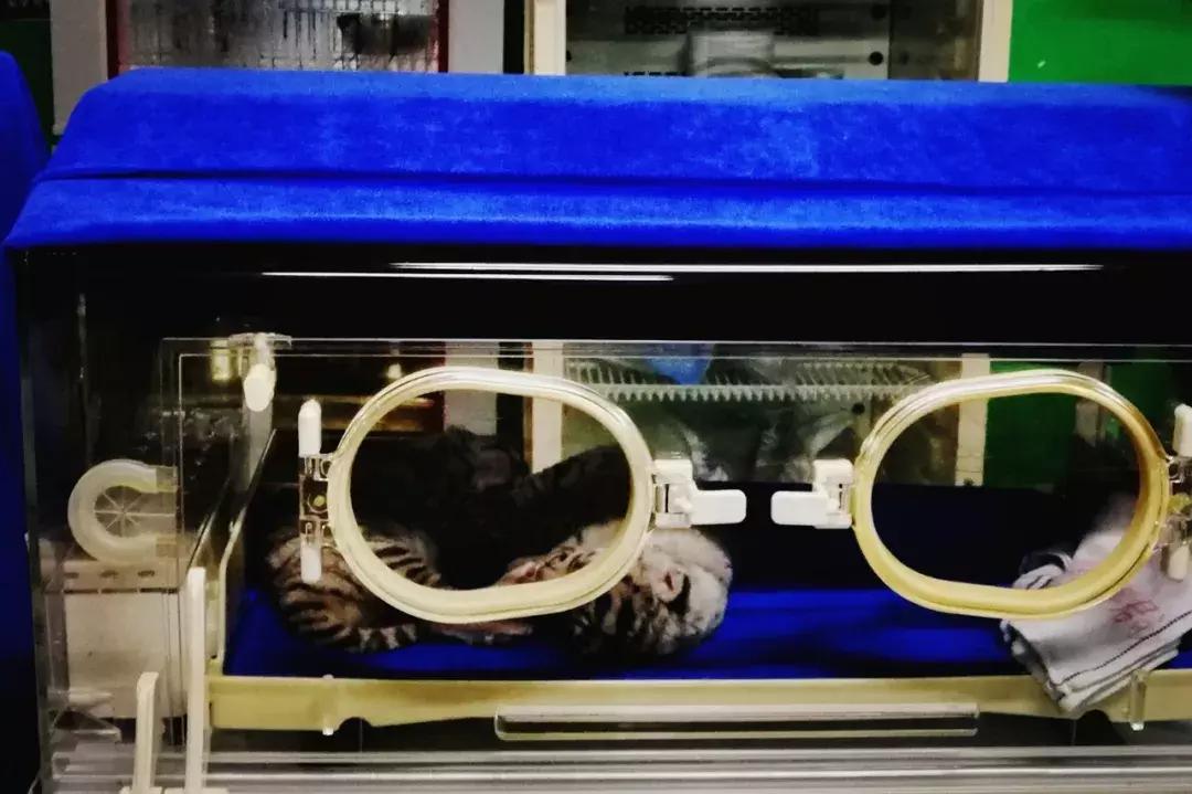 广州长隆动物园最全游玩攻略成人,去广州长隆野生动物园玩真实视频