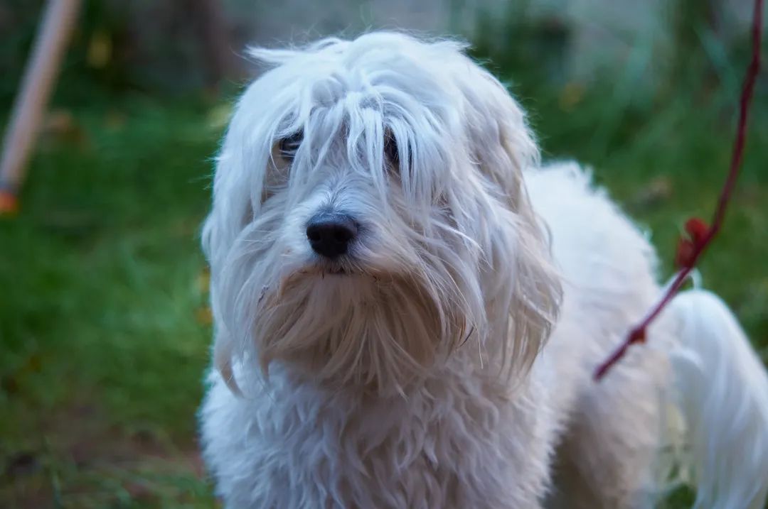 遛狗拉不住怎么办?遛狗时如何避免狗遛人和撒手没?