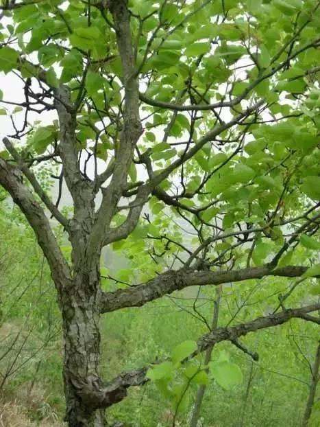 我国很多成语与植物有关,汉语成语中的植物文化