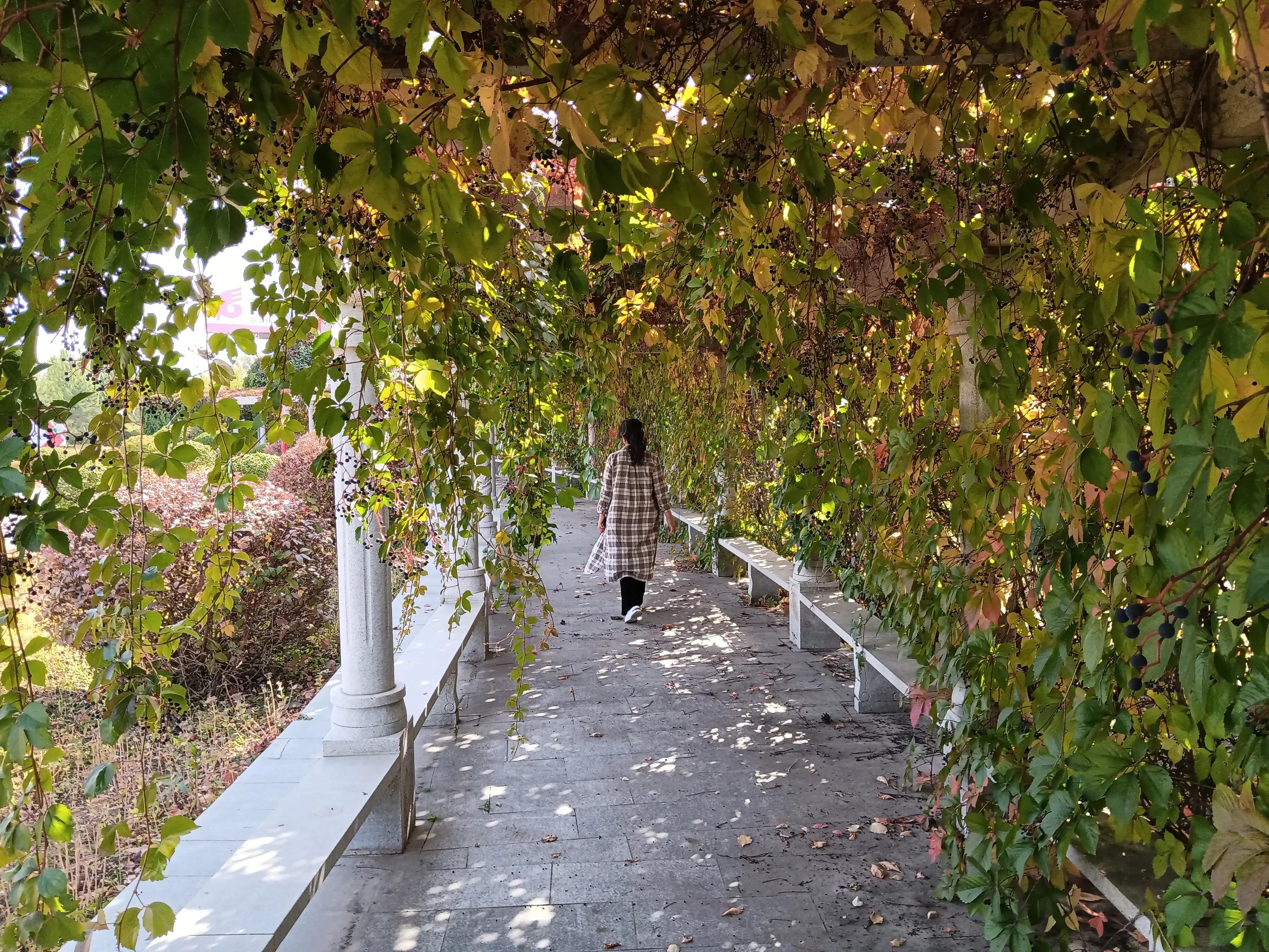 初冬爬山虎美文,散文爬山虎