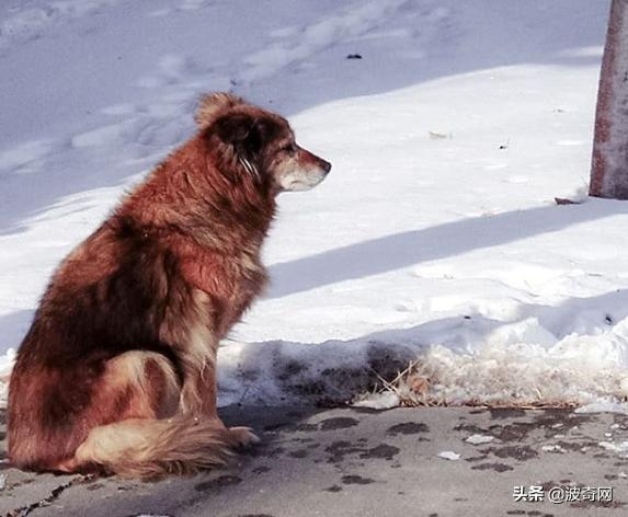 繁殖犬被割去声带,繁殖犬子宫脱落被丢弃