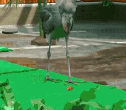 别小看又呆又傻的鲸头鹳，其实连鳄鱼都害怕这种蠢萌可爱的家伙