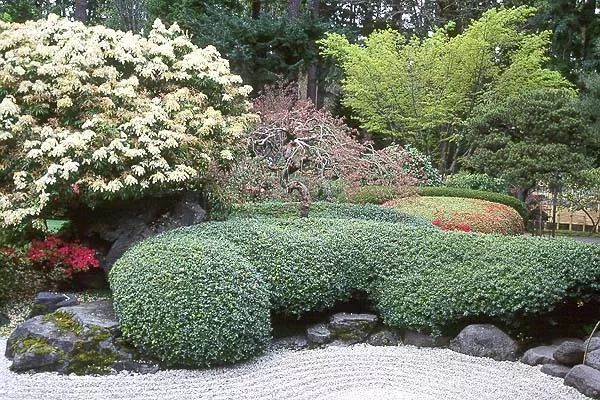 干货分享种植小技巧,混合花境设计与种植建议