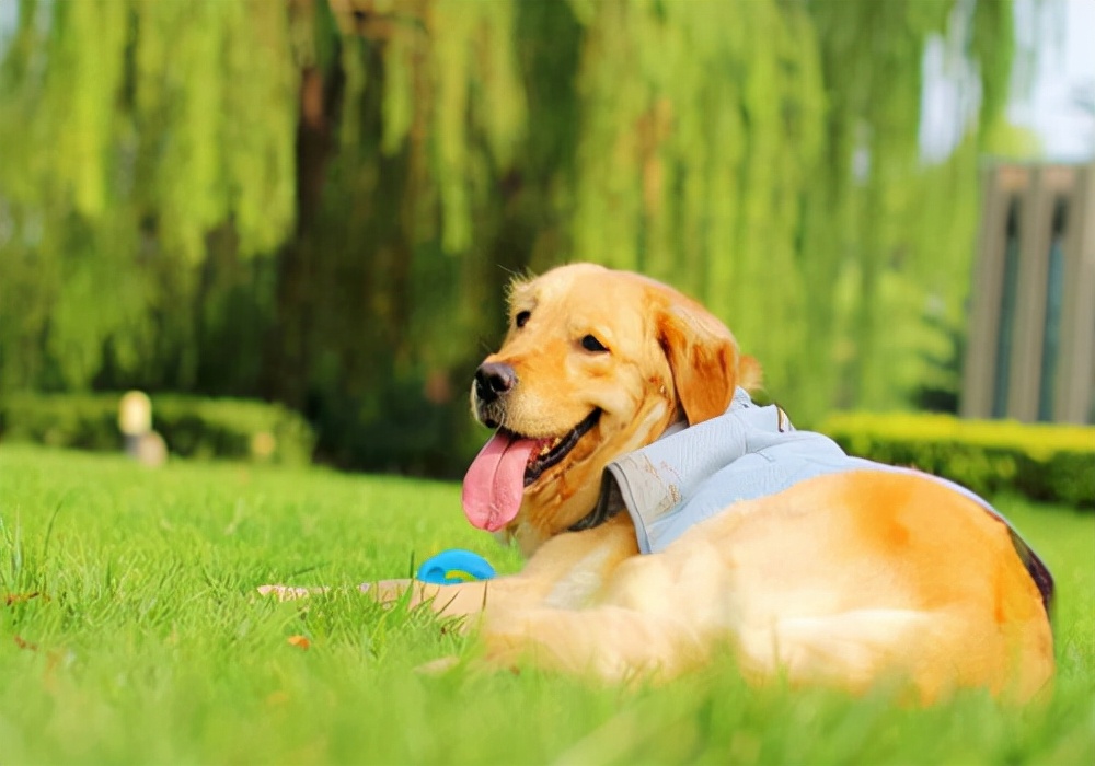 金毛耳螨严重怎么治疗,金毛耳螨怎么治才能彻底根除