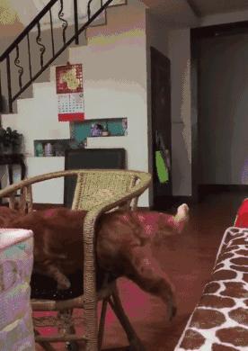 捡到猫咪的胡子,收集猫咪胡须会有好运嘛