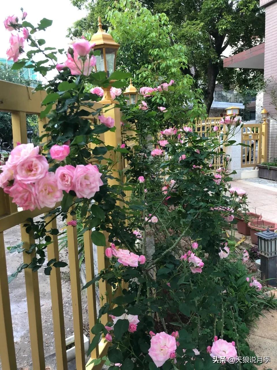 月季春季第一波花要不要剪,月季春季第一波花开后嫁接