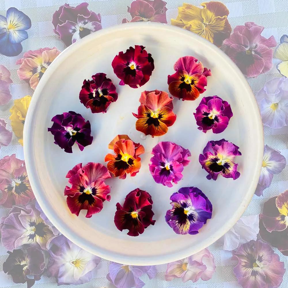 角堇和皱边角堇哪个花大,皱边角堇和穗边角堇的区别