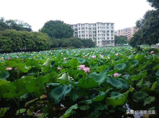广西大学有哪些标志性的景色,走进广西美景