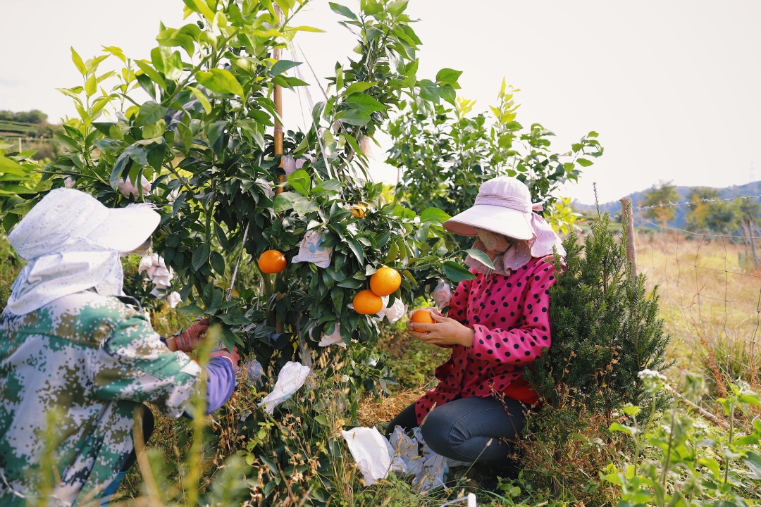连江长龙美人橙,连江长龙红美人柑橘