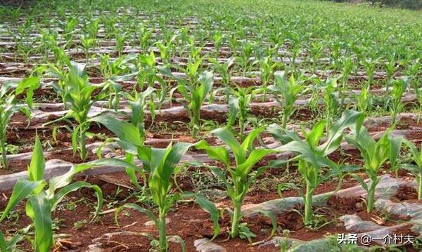玉米地一种常见野草,农民见了就拔,却不知其比玉米贵50倍