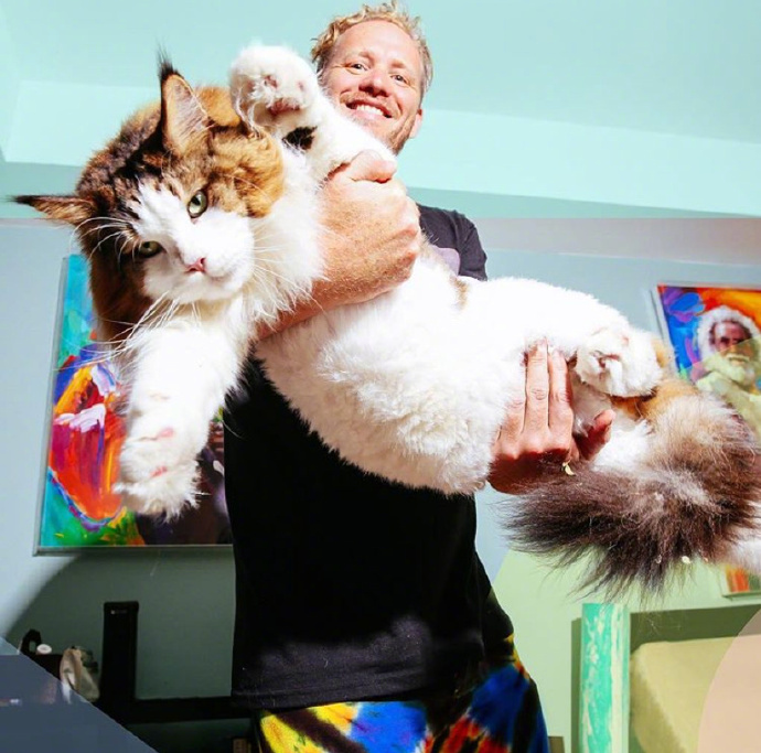 温柔的缅因猫巨人,神仙颜值般的猫咪缅因猫