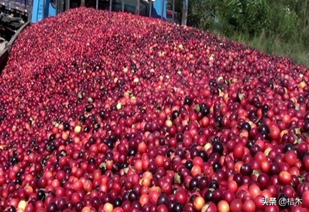 高钙果一斤20元,又大又好吃的高钙果