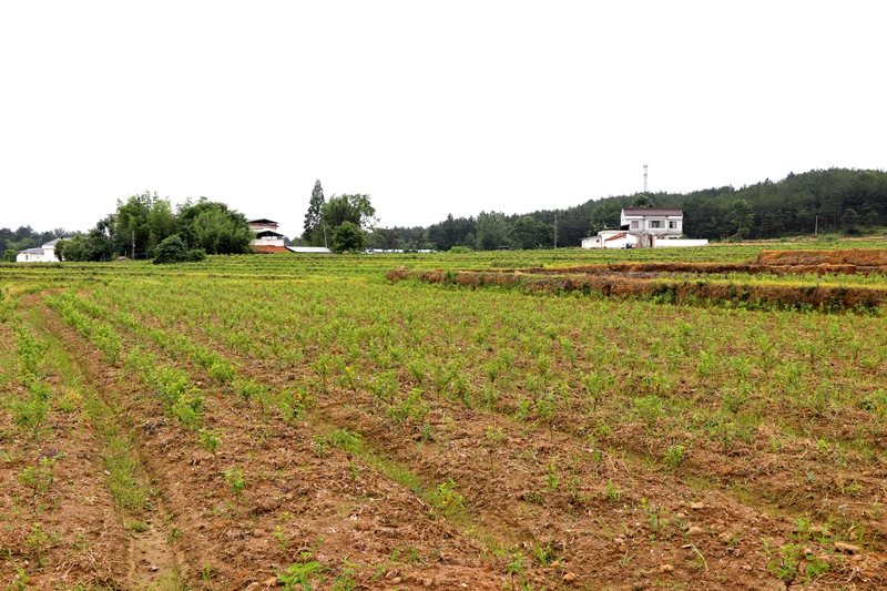 潜山市痘姆乡:金银花变身致富花