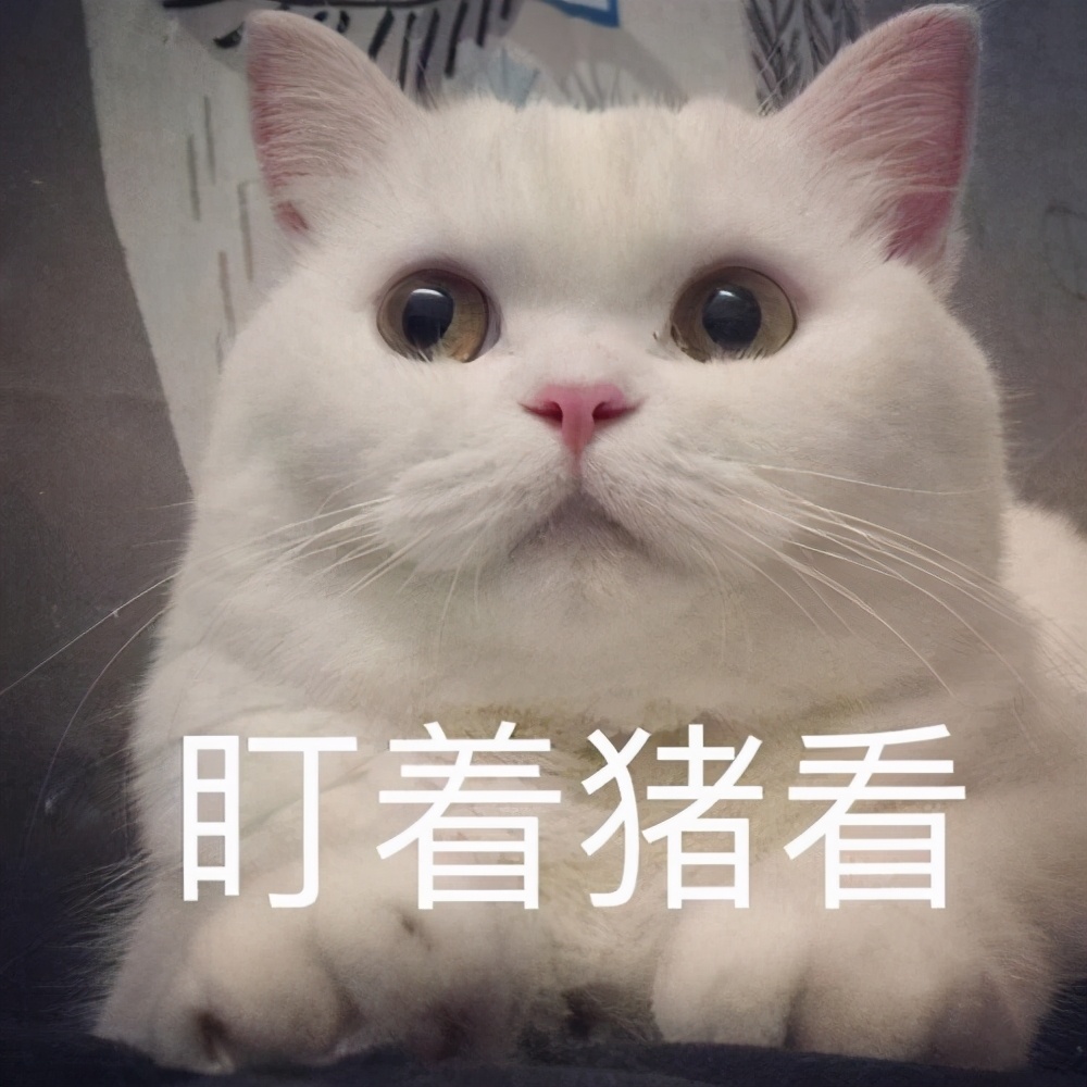 猫咪眼睛流泪有脓性分泌物,猫咪的眼睛发红有分泌物