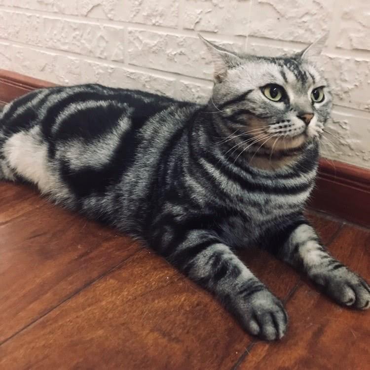 喷什么猫咪不会乱尿,猫咪绝育后乱尿怎么处理