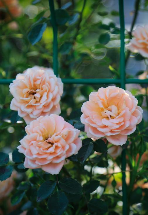 最美院子乡村,最美庭院农村轻奢