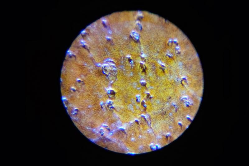 巴掌大的儿童显微镜，竟是NASA空间站望远镜的“弟弟”？