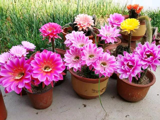 养花怕生虫?4个方法除“隐患”,土壤没虫卵病菌,养啥旺啥