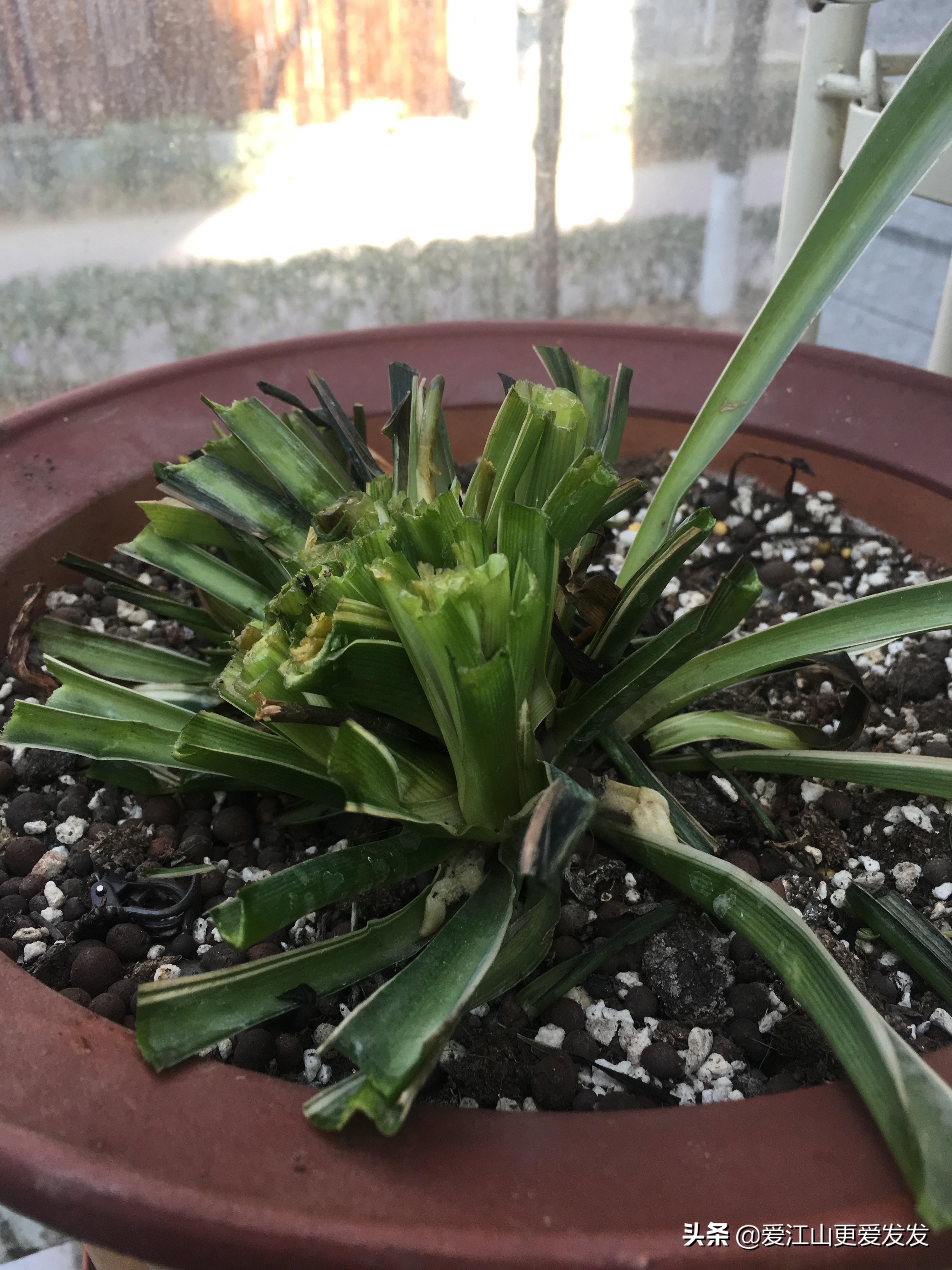 冬天花草枯萎怎么处理,植物受冻过如何快速修复