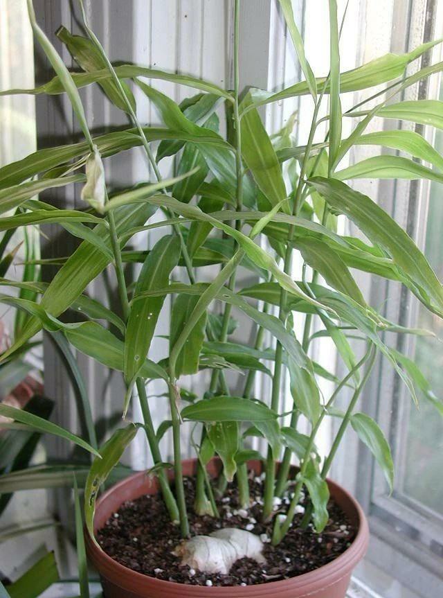 生姜种法十月可以种,庭院生姜种植方法和最佳时间