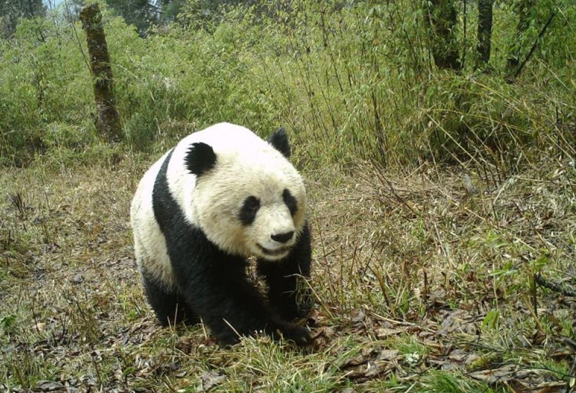 有哪些巨型飞蛾,云南现蛇纹巨型飞蛾有毒吗