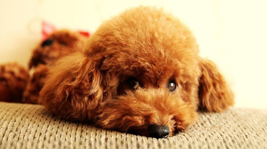 养狗狗是养博美好还是养泰迪好,为什么养狗的人讨厌泰迪