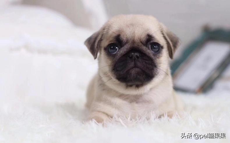 夏天时狗狗中暑,夏天狗狗中暑怎么治疗怎么输液