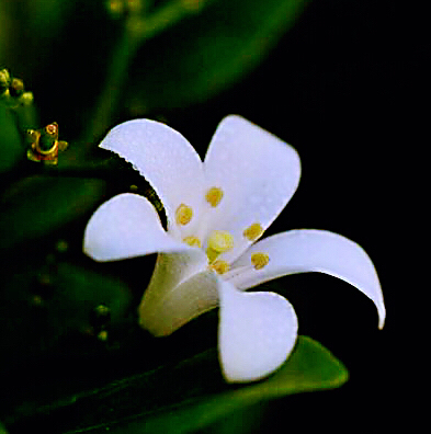 九里香木本,九里香是耐寒花卉吗
