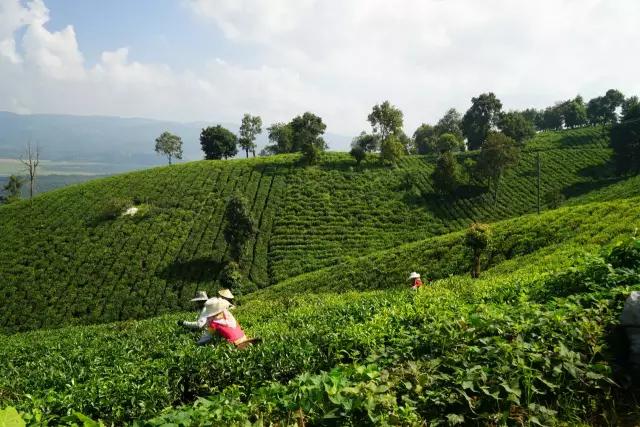 在网上真的难买到好茶,为什么在网上买不到好茶