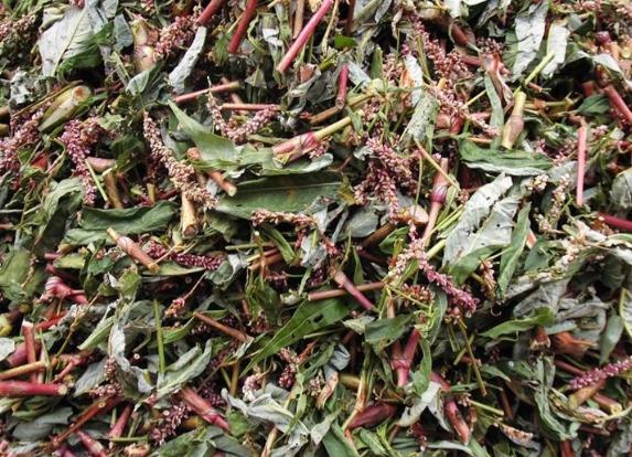 辣蓼草配方,正宗辣蓼草