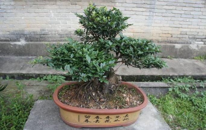 盆景红梅与野外红梅有什么区别,红梅盆景有假的吗