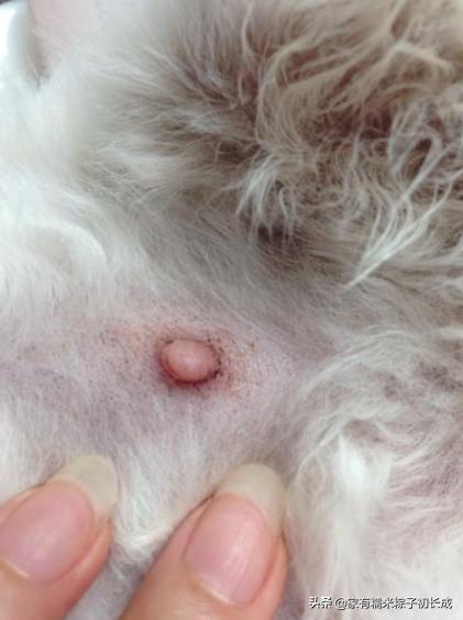 家里母猫正在生幼崽怎么处理,如何在家都能判断母猫是否怀孕