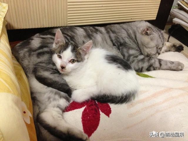 小猫咪第一天到家不吃不喝,两个月的小猫咪不吃不喝怎么办