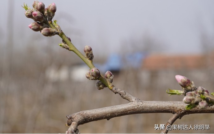 桃园害虫怎么治,桃园的害虫